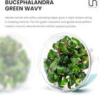 Ultum Nature Systems Live Plants - Green Wavy Buce (Bucephalandra sp.) - Low to Medium Light, Bright to Medium Green Accent Color, Foreground to Midground Placement for Aquascaping - Tissue Culture