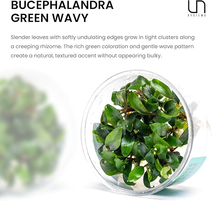 Ultum Nature Systems Live Plants - Green Wavy Buce (Bucephalandra sp.) - Low to Medium Light, Bright to Medium Green Accent Color, Foreground to Midground Placement for Aquascaping - Tissue Culture