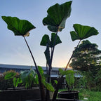 Chalily Teacup Taro, a Great Live Pond Plant for Your Water Garden. Filters The koi and Goldfish Pond. Good for Bogs, Plant Shelf or Shallow Water This marginal Aquatic is a Real Beauty