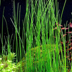 Aquarium Plants Discounts Potted Tall Hairgrass by AquaLeaf Aquatics - Easy Aquatic Live Plant- (Potted Tall Hairgrass, 5 Pack)