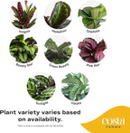 Costa Farms Calathea Live Plant in Decorative Pot, Indoor Houseplant, Assorted Variety, Perfect for Home, Room, or Office Decor, Great House Warming or Birthday Gift, 12-18 Inches Tall