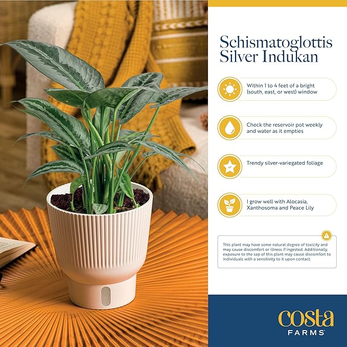 Costa Farms Silver Indukan Live Plant in Self Watering Pot, Indoor Houseplant, Perfect for Home, Room, or Office Decor, Great House Warming or Birthday Gift, 12-14 Inches Tall