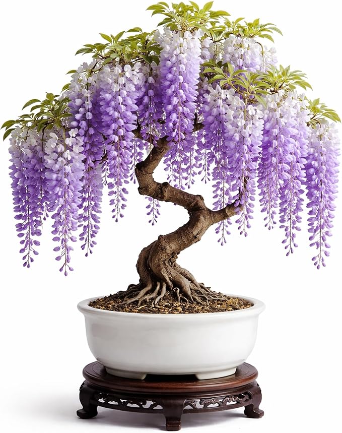 Wisteria Bonsai Starter Tree (1 Year Old Live Plant) – Wisteria Floribunda Seedling – Fast Growing Flowering Vine for Bonsai Training – Outdoor/Indoor Bonsai Tree Starter Kit Plant