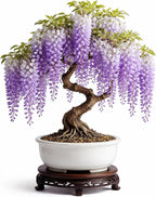 Wisteria Bonsai Starter Tree (1 Year Old Live Plant) – Wisteria Floribunda Seedling – Fast Growing Flowering Vine for Bonsai Training – Outdoor/Indoor Bonsai Tree Starter Kit Plant