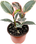 Ficus Decora Tineke Live Potted House Plants Air Purifying