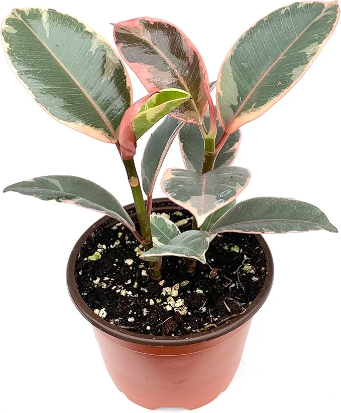 Ficus Decora Tineke Live Potted House Plants Air Purifying