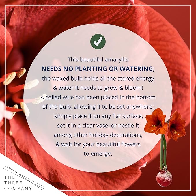 Waxed Amaryllis Bulb – Red Wax with Red Blooms – Live Holiday Gift Plant, Easy Care, No Watering Needed