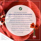 Snow Flecked Waxed Amaryllis Bulb 2-Pack – Red Wax with Red Blooms – Live Holiday Gift Plant, Easy Care, No Watering Needed