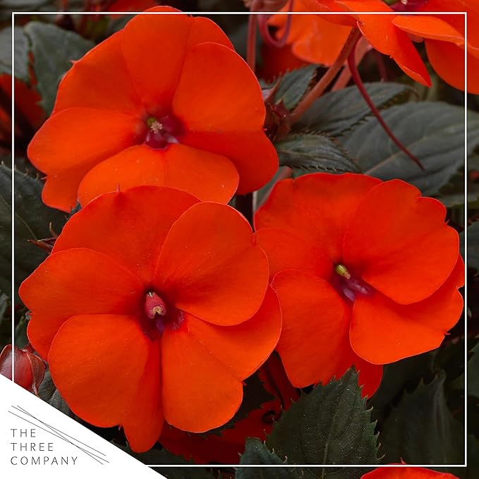 Live Flowering Sunpatiens - Coral (2 Plants Per Pack), Beautiful Annual Summer Color, 10" Tall by 6" Wide in 1 Quart Pot