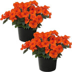 Live Flowering Sunpatiens - Coral (2 Plants Per Pack), Beautiful Annual Summer Color, 10" Tall by 6" Wide in 1 Quart Pot