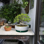 Bonsai Tree Pots - 8 Inch Ceramic Succulent Pot with Drainage Hole and Tray, Bonsai Pots, Shallow Planters for Indoor Outdoor, Round Planter Bowl, House Decor, Gifts for Plant Lovers, Green