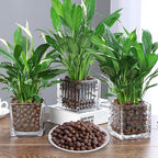 4LBS Leca Expanded Clay Pebbles Hydroponics Supplies for Indoor Garden Plants (4LBS)