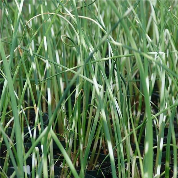 Zebra Rush, a Great Live Pond Plant for Your Water Garden. Filters The koi and Goldfish Pond. Good for Bogs, Plant Shelf or Shallow Water This marginal Aquatic is a Real Beauty