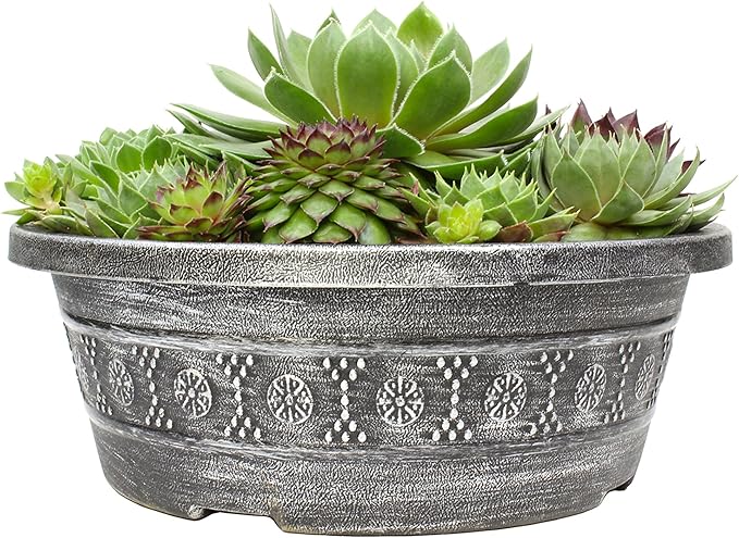 Altman Plants Non-Toxic Live Sempervivum Succulent Plant Gift in 8" Decorative Pot, Real Succulents to Grow, Easy Care Hens and Chicks, Hardy & Low-Maintenance Gift for Gardeners, Popular Houseplants