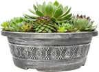 Altman Plants Non-Toxic Live Sempervivum Succulent Plant Gift in 8" Decorative Pot, Real Succulents to Grow, Easy Care Hens and Chicks, Hardy & Low-Maintenance Gift for Gardeners, Popular Houseplants