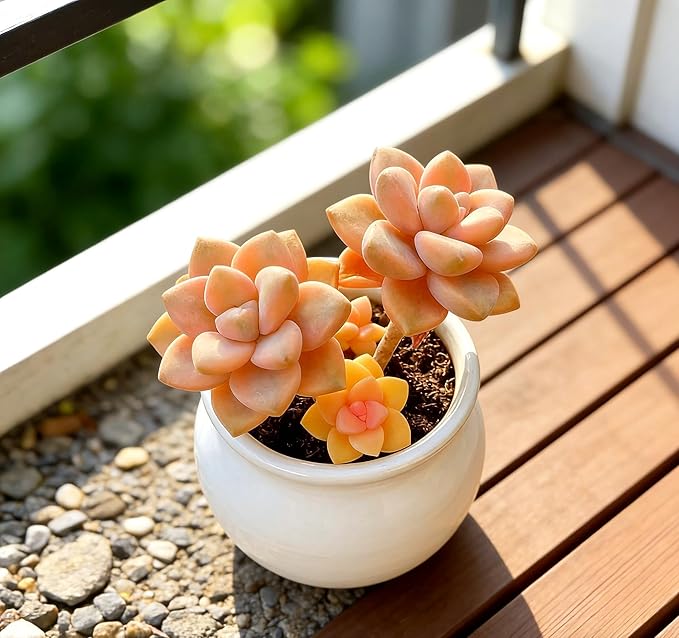 Live Rare Variegated Succulent with Gardening Tools – Graptoveria paraguayense ‘Bernalense’ Variegata, Small Easy Care Houseplant for Indoor & Outdoor