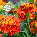 Back to the Roots Organic Marigold Flower Grow Kit with Plantable Starting Pot Soil and Seeds
