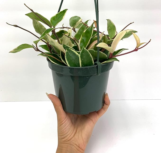 Tricolor Hoya Krimson Queen, Hoya Carnosa Variegata Tricolor Hoya Ships from CA (4" Pot)