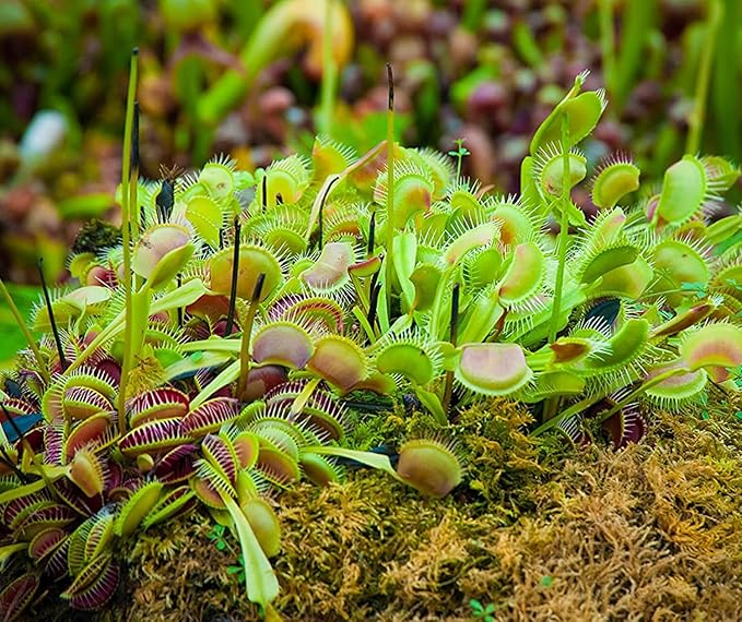 Altman Plants Live Venus Fly Traps Carnivorous Plants (3PK), Live Plants & Indoor Plants for Kids, Live Venus Fly Trap Plant Terrarium Plant Trio in Adult Venus Fly Trap Soil & Carnivorous Plant Soil