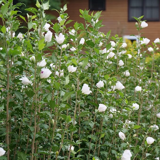 Proven Winners 2 Gal. White Pillar Rose of Sharon (Hibiscus) Shrub