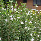 Proven Winners 5 Gal. White Pillar Rose of Sharon (Hibiscus) Shrub