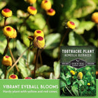Toothache Plant Seeds for Planting - Acmella Oleracea Spilanthes Buzz Button Electric Daisy Medicinal Herb & Edible Flower - Heirloom Non-GMO Open Pollinated - Survival Garden Seeds (2 Pack)