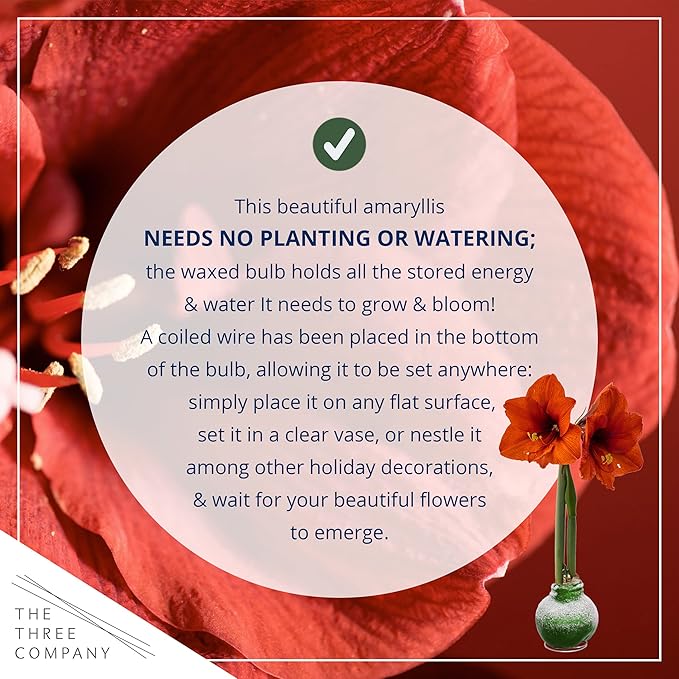 Snow Flecked Waxed Amaryllis Bulb 3-Pack – Green Wax with Red Blooms – Live Holiday Gift Plant, Easy Care, No Watering Needed