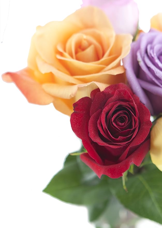 KaBloom PRIME NEXT DAY DELIVERY - Rainbow Roses (Half Dozen) - With Vase .Gift for Birthday, Sympathy, Anniversary, Get Well, Thank You, Valentine, Mother’s Day Fresh Flowers