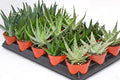 Live Aloe Succulents – Large Assorted 4-Inch Aloe Succulents – Fully Rooted Aloe Succulents (15)
