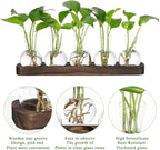 YIBOT Plant Propagation Stations,Glass Propagation Vases for Plants Terrarium with Wooden Tray Plant Lover Gifts for Propagating Hydroponic Plants Home Office Decor(5 Vase)