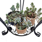 CASIMR 2-Pack Plant Stand, 2 Tier 26.8 inch Tall Metal Potted Holder Rack,Indoor Outdoor Multiple Flower Pot Shelf Rustproof Iron Garden Container for Garden Patio Living Room Corner Balcony, Black