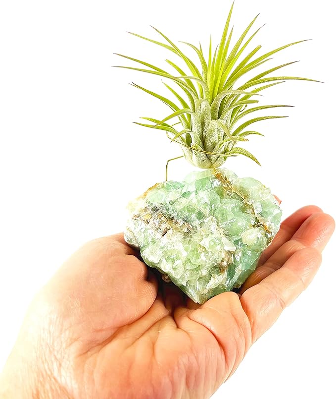 Small Green Calcite Geode Crystal Air Plant Holder Includes Healthy Live Air Plant Gift Box - Zen Plant Decor for Crystal and Plant Lovers