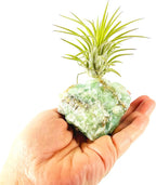 Small Green Calcite Geode Crystal Air Plant Holder Includes Healthy Live Air Plant Gift Box - Zen Plant Decor for Crystal and Plant Lovers