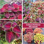 Coleus Rainbow Mix Seeds for Planting – Coleus Colorful Flower Seeds – Non-GMO Heirloom Seeds for Outdoor & Indoor Garden, Containers, Borders, Patios (Coleus scutellarioides)