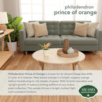 Arcadia Garden Products Live Prince of Orange Philodendron Rare Indoor Houseplant in Plastic Pot, Tropical Plant Collector Gift for Home and Garden Decor, 4-inch, Beige