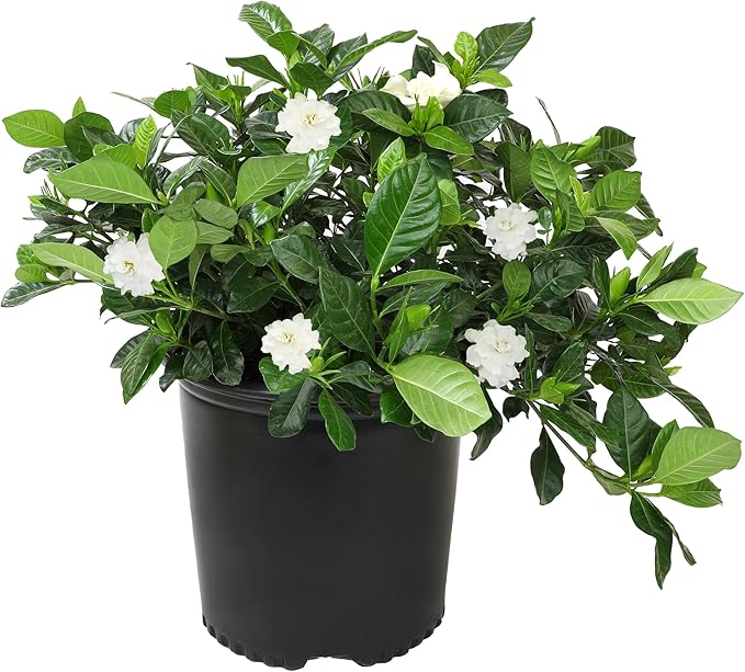 Gardenia Plant (3G), Cape Jasmine Plant Outdoor Plants, Fresh Flowers for Delivery Prime, Live Plants Indoor Plants Live Houseplants, Gardenia Plants Live House Plants Indoors Live by Plants for Pets
