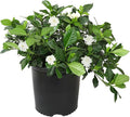 Gardenia Plant (3G), Cape Jasmine Plant Outdoor Plants, Fresh Flowers for Delivery Prime, Live Plants Indoor Plants Live Houseplants, Gardenia Plants Live House Plants Indoors Live by Plants for Pets