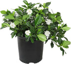 Gardenia Plant (3G), Cape Jasmine Plant Outdoor Plants, Fresh Flowers for Delivery Prime, Live Plants Indoor Plants Live Houseplants, Gardenia Plants Live House Plants Indoors Live by Plants for Pets