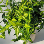 Hoya Bella ‘Louise Bois’ in 6" Hanging Pot – Rare & Collector’s Hybrid Hoya - Air Purifying Plant - Ships from CA (2 Small Plants, 4 inch Pot)