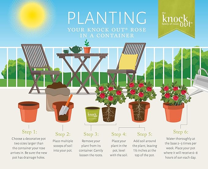 1 Gallon Easy Bee-zy Knock Out Rose