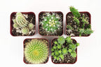 Shop Succulents | Can't Touch This Collection | Assortment of Hand Selected, Fully Rooted Live Indoor Cacti Plants, 5-Pack