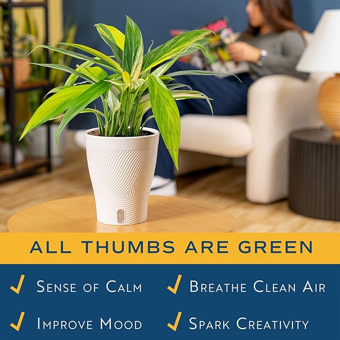 Costa Farms Pothos Variegated Amplissimum Live Plant in Self Watering Pot, Air Purifying Indoor Houseplant, Home, Room, or Office Decor, House Warming or Birthday Gift, 10-16 Inches Tall