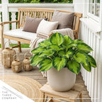 Live Perennial Hosta - Rainforest Sunrise (3 Plants Per Pack) Beautiful Accent Plant, 10" Tall by 4" Wide in 1 Qt Pot