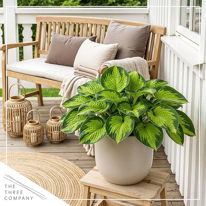 Live Perennial Hosta - Rainforest Sunrise (3 Plants Per Pack) Beautiful Accent Plant, 10" Tall by 4" Wide in 1 Qt Pot
