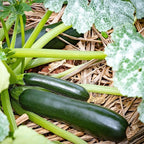 2 Green Zucchini Plants, Live Zucchini Plants in Pot, Summer Squash for Outdoor Garden, 3 to 6 Inch Tall Plant