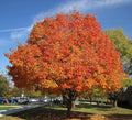 Sugar Maple Shade Tree - Orange and Yellow Fall Color- Live Plant Shipped 2 to 3 Feet Tall by DAS Farms