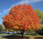 Sugar Maple Shade Tree - Orange and Yellow Fall Color- Live Plant Shipped 2 to 3 Feet Tall by DAS Farms