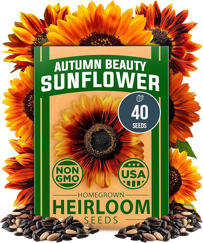 HOME GROWN Autumn Beauty Sunflower Seeds to Plant 40 Heirloom Non-GMO Sunflower Seeds for Planting Blooms for Pollinator Support, and Ornamental Flower Garden (Helianthus annuus)