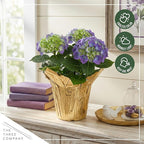 Live Flowering Hydrangea - Shades of Blue, 3+ Beautiful Blooms, 10" Tall by 5" Wide in 1 Quart Pot with Deco Cover