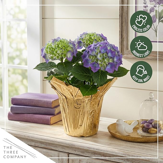 Live Flowering Hydrangea - Shades of Blue, 3+ Beautiful Blooms, 10" Tall by 5" Wide in 1 Quart Pot with Deco Cover